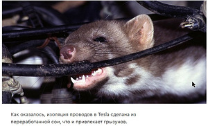 Pakkuda tõhusat vahendit rottidele (2 foto / 4)