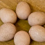 Куриные домашние яйца (фото #2)