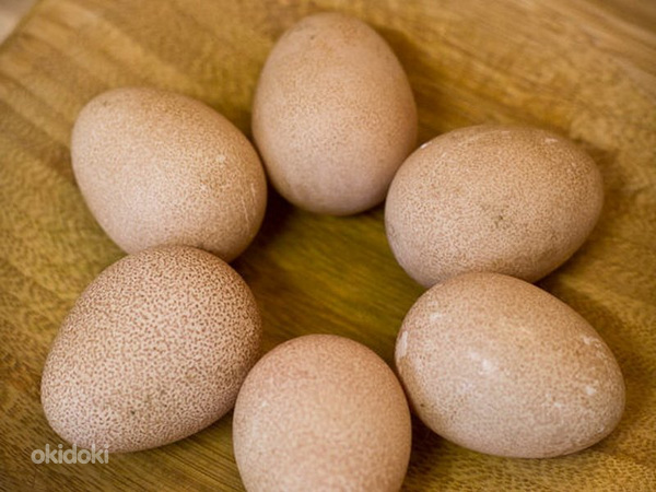 Куриные домашние яйца (фото #2)