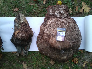 Kasesuven käsitööks (7 foto / 8)