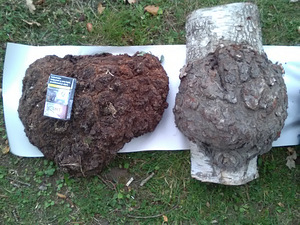 Kasesuven käsitööks (8 foto / 8)