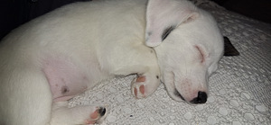 Jack Russell kutsikad, emane, Viimane! (3 foto / 3)