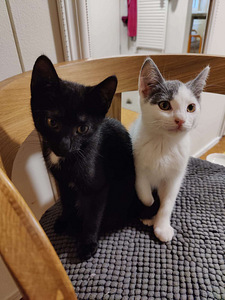 Ihana poika maatiais kissanpentu (3 valokuva sivusta 3)