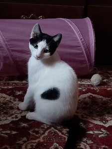 Maatias kissanpentuja (1 valokuva sivusta 4)