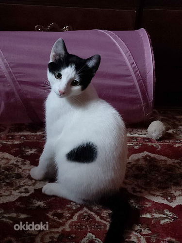 Maatias kissanpentuja