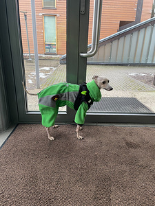 Fleece Suit for Italian Greyhound (2 foto / 2)