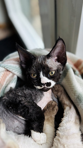 Devon Rex kassipojad otsivad armastavat kodu! (6 foto / 7)