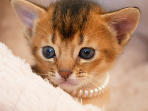 Эксклюзивное созвездие абиссинских «диких» пум (Ruddy) (1 фото из 10)