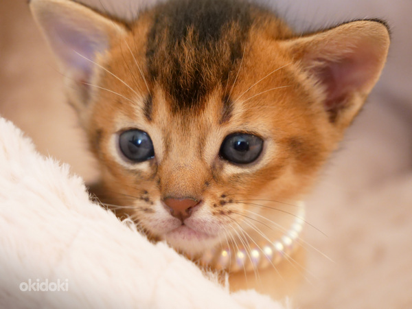 Kluba abisīniešu kaķēni meitenīte