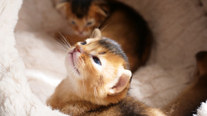 Эксклюзивное созвездие абиссинских «диких» пум (Ruddy) (10 фото из 10)