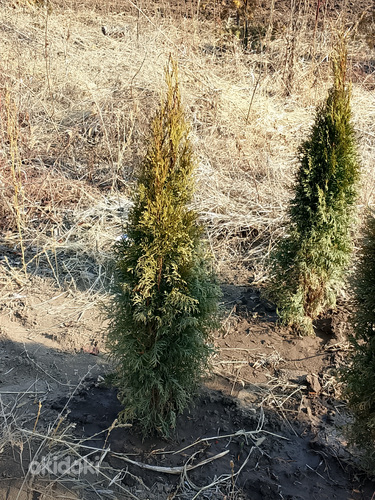 Դեկորատիվ Ծառեր