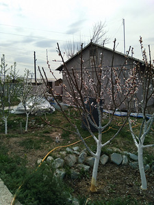 Վաճառվում է հողամաս՝ 38մ տունով և 560մ պտղատու այգով (19 լուսանկար / 27)