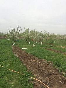 Հողատարածք (8 լուսանկար / 31)