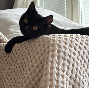 Naaras kissa (3 valokuva sivusta 4)