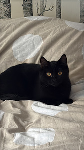 Naaras kissa (4 valokuva sivusta 4)