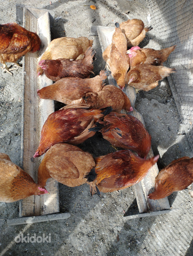 Ֆոքսի չիկի ճտեր (2)