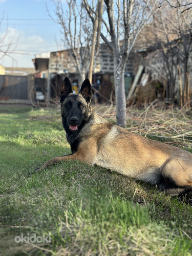 Բելգիական ավչառկա(մալինուա) (7)