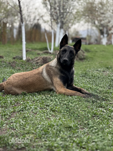 Բելգիական ավչառկա(մալինուա) (8)