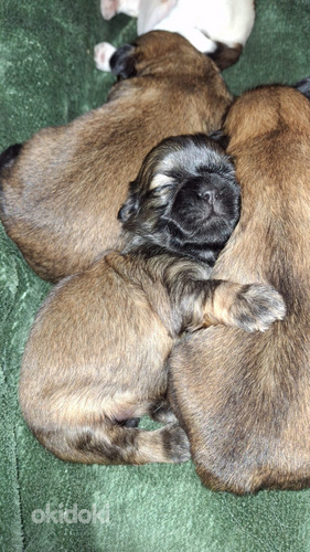 Šķirnes Ši-Tcu kucēni