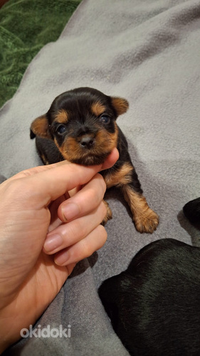 Jorkšīras terjera kucēni