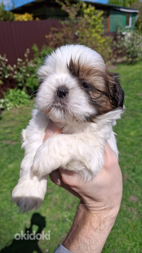 Šķirnes Ši-Tcu kucēni