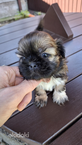 Tīršķirnes Ši-Tcu kucēni