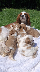 Tīršķirnes Kavaliera Kinga Čarlza Spaniels kucēni. (7 foto no 10)