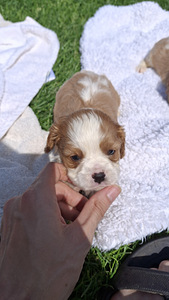 Tīršķirnes Kavaliera Kinga Čarlza Spaniels kucēni. (8 foto no 10)