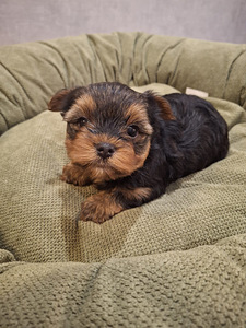 Jorkšīras Terjera Kucēni dzimuši 21. septembrī 2025 (1 foto no 10)