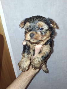 Jorkšīras Terjera Kucēni dzimuši 21. septembrī 2025 (6 foto no 10)