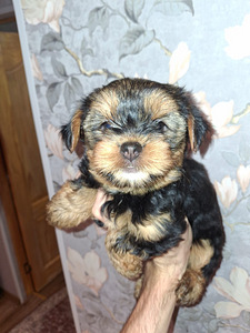 Jorkšīras Terjera meitenīte ir dzimusi 21. septembrī 2025 (2 foto no 10)