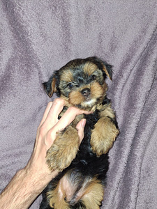 Jorkšīras Terjera meitenīte ir dzimusi 21. septembrī 2025 (3 foto no 10)