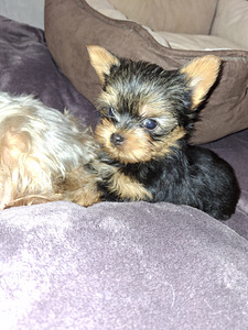 Mikro izmēra Jorks puika Baby-Face dzimis 21 septembrī 2025 (4 foto no 10)