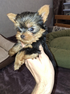 Mikro izmēra Jorks puika Baby-Face dzimis 21 septembrī 2025 (5 foto no 10)