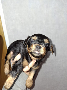 Tīršķirnes Jorkšīras terjeru kucēni dzimuši 4. novembrī 2025 (2 foto no 10)