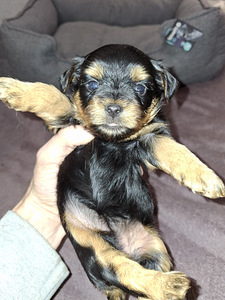 Tīršķirnes Jorkšīras terjeru kucēni dzimuši 4. novembrī 2025 (3 foto no 10)