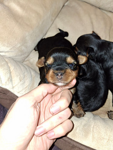 Tīršķirnes Jorkšīras terjeru kucēni dzima 04.11.2025. (8 foto no 10)