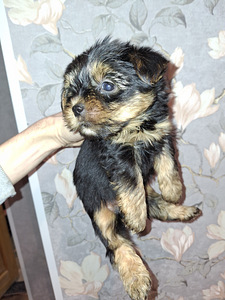 Чистокровные щенки Йоркширского Терьера родились 4 ноября (8 фото из 10)