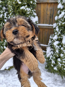 Jorkšīras terjera kucēni! 16.01.2026 (3 foto no 10)