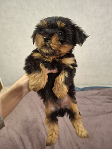 Jorkšīras terjera kucēni! 16.01.2026 (9 foto no 10)