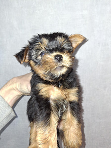 Чистокровные щенки йоркширского терьера 23.01.2026 (7 фото из 10)