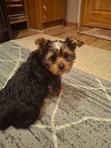 Tīršķirnes Jorkšīras terjeru kucēni (6 foto no 10)