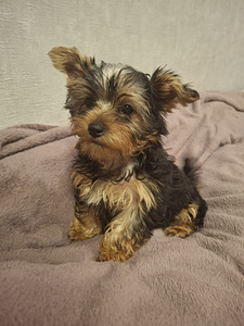 Tīršķirnes Jorkšīras terjeru kucēni (7 foto no 10)