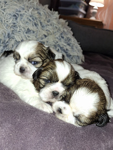 Ideāli tīršķirnes Ši-cu kucēni. Dzima 28. janvārī 2026 (2 foto no 10)