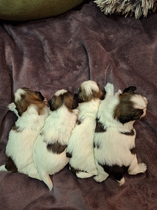 Ideāli tīršķirnes Ši-cu kucēni. Dzima 28. janvārī 2026 (3 foto no 10)