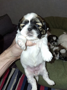 Ideāli tīršķirnes Ši-cu kucēni. Dzima 28. janvārī 2026 (7 foto no 10)