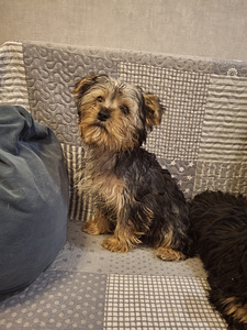 Jorkšīras terjera kucēni 02.03.2026 (2 foto no 10)