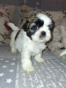 Ideāli tīršķirnes Ši-tcu kucēni. 28.03.2026 (10 foto no 10)