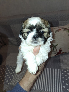 Идеальные чистокровные щенки ши-тцу. 06.04.2026 (7 фото из 10)