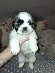 Идеальные чистокровные щенки ши-тцу. 06.04.2026 (9 фото из 10)